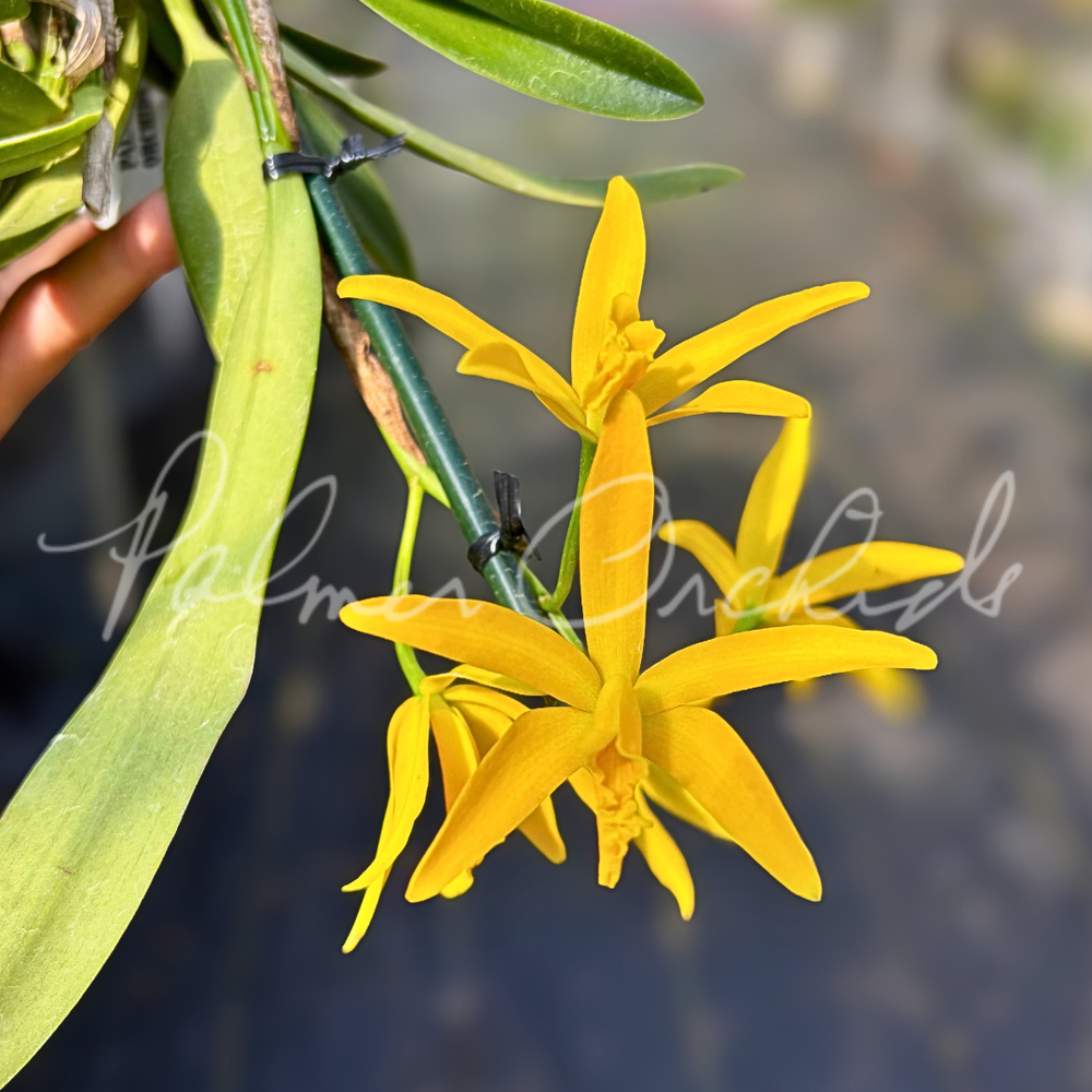 Cattleya Pixie Gold — Palmer Orchids